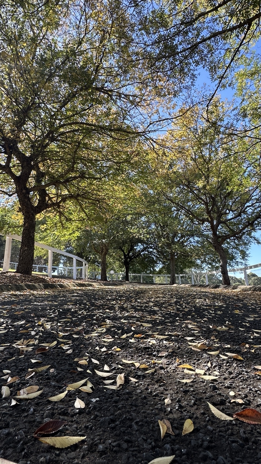 The same estate driveway with autumn foliage and fallen leaves