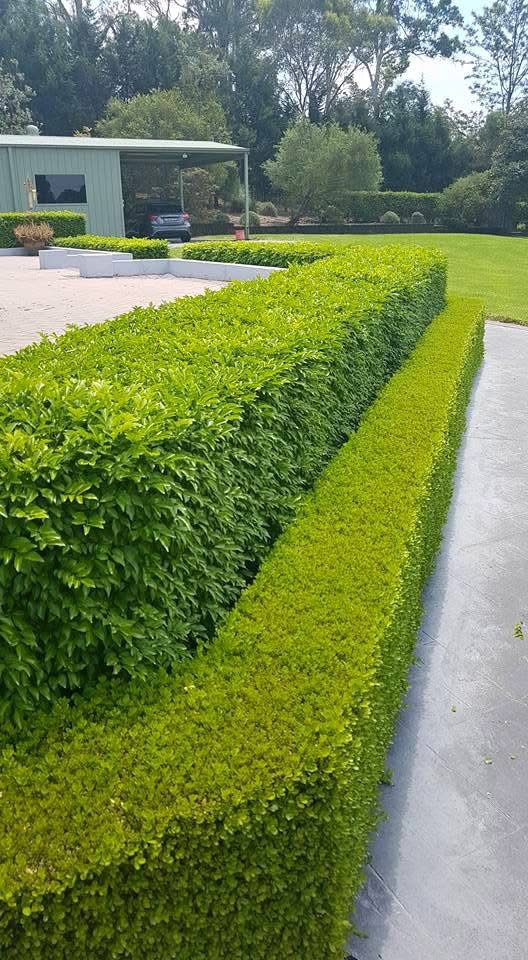 Layered formal hedges clipped into strong parallel lines