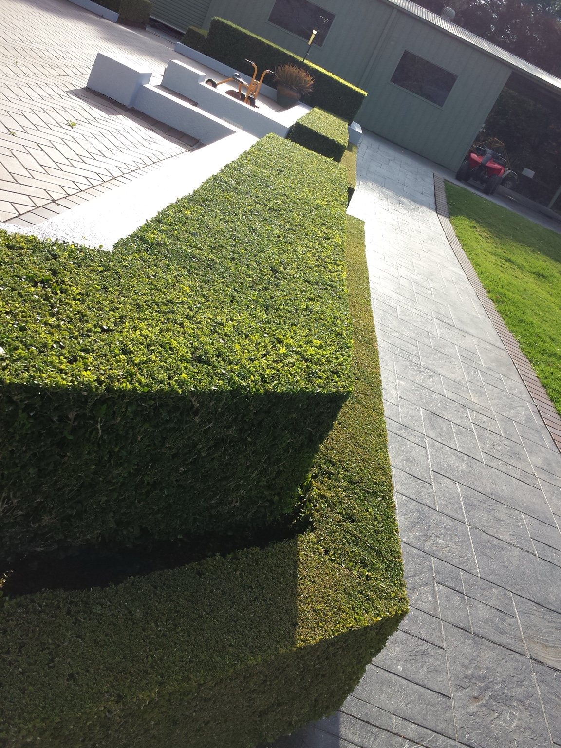 Close view along the immaculate top and edge of a formal hedge