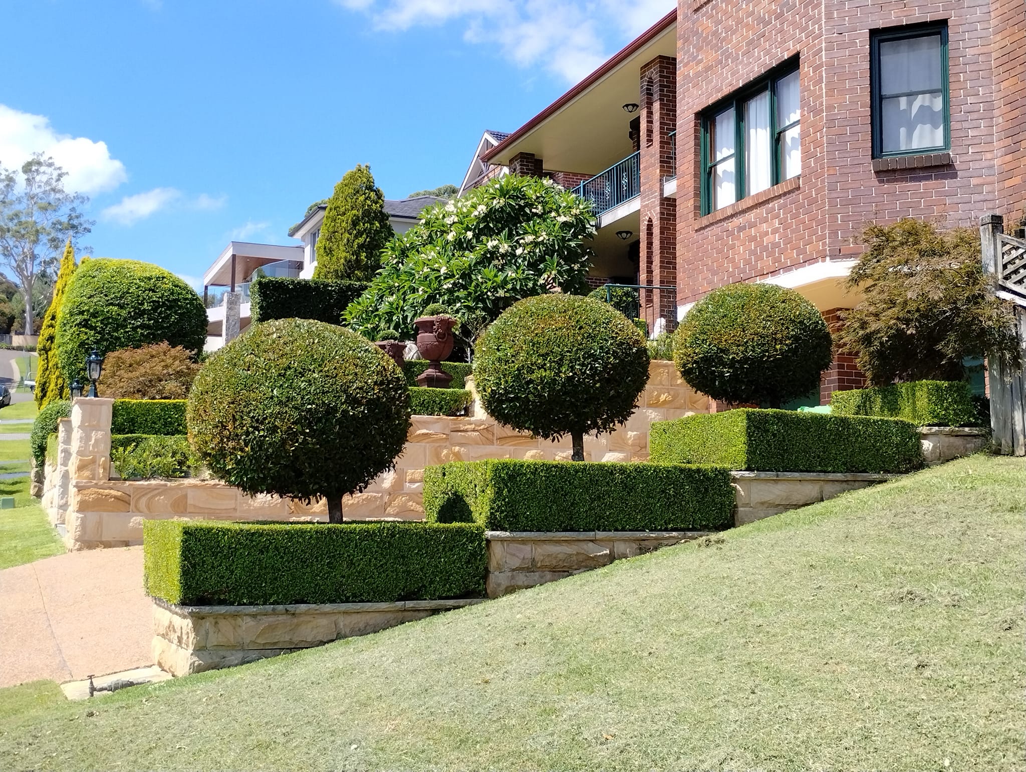 Large rounded topiary crowns held above precisely clipped box hedges