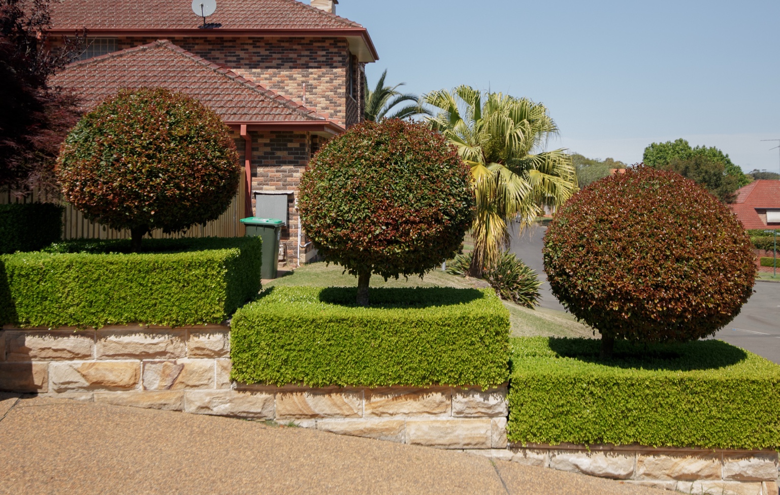 Three large rounded topiary specimens rising from formal box hedges